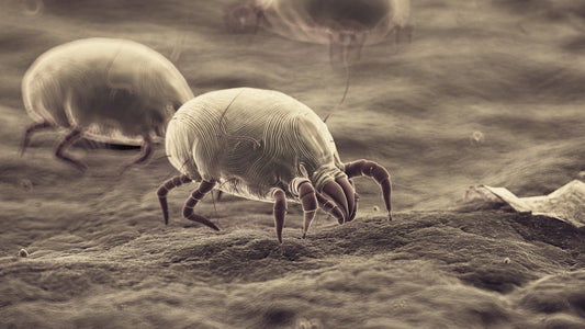 Do Air Purifiers Help with Dust Mites? Here’s How They Improve Allergy Relief and Air Quality