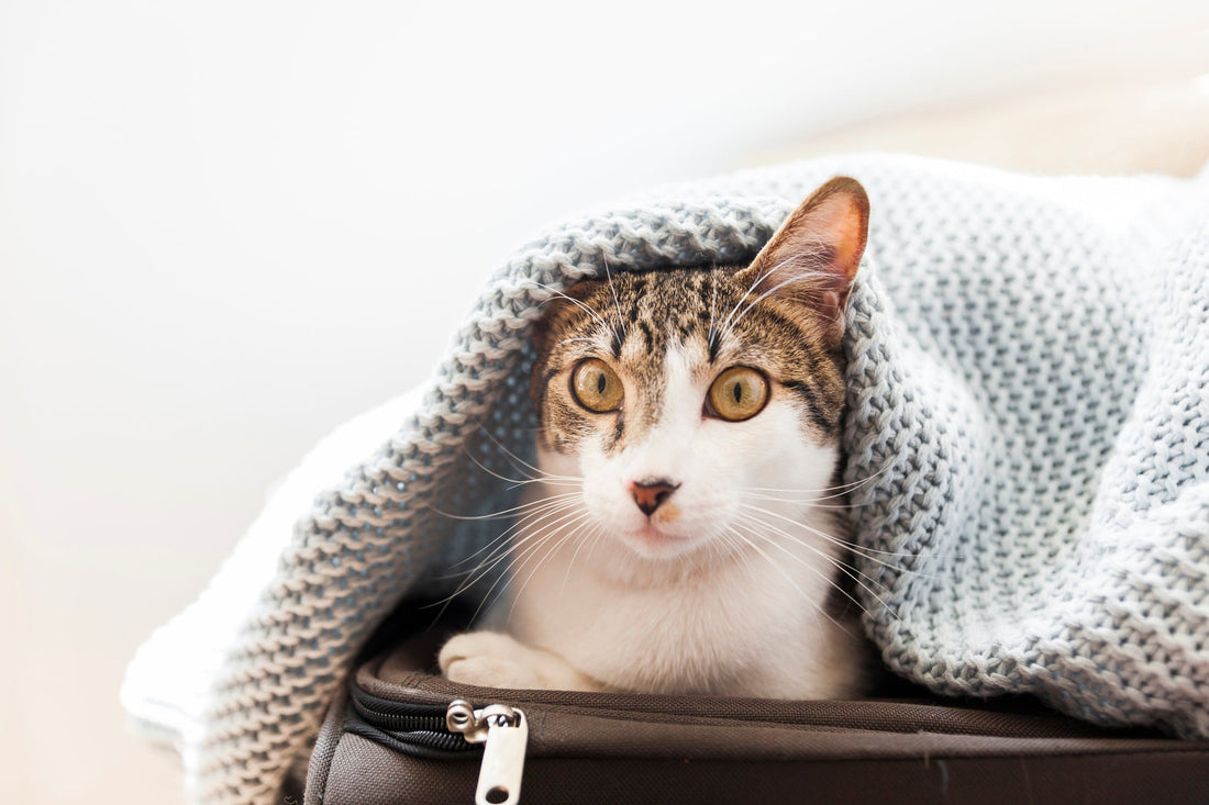 What Does Cat Dander Look Like?