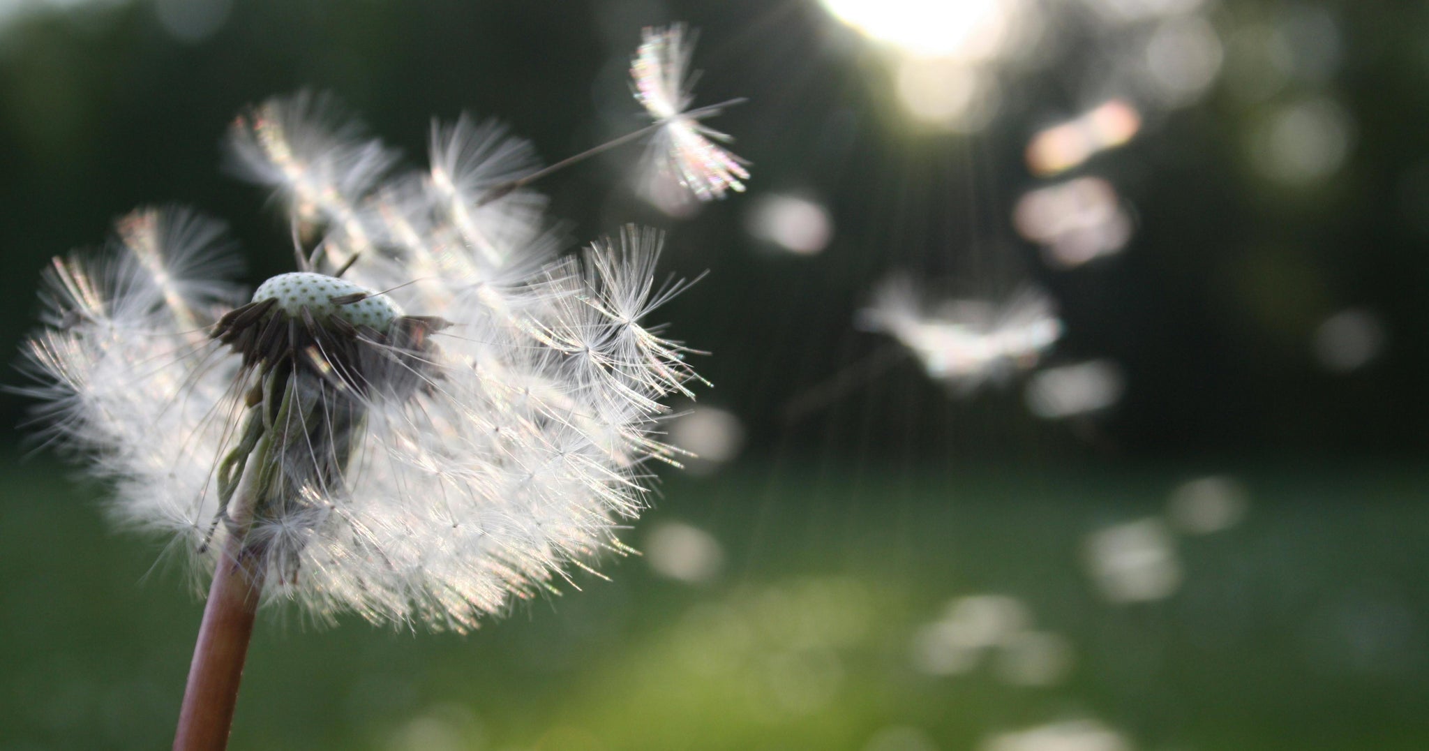 Air Purifiers for Allergies