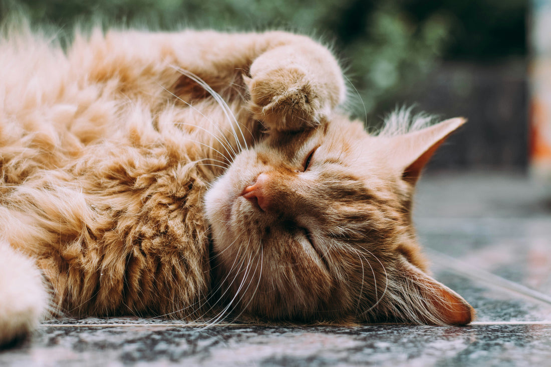 Can Air Purifiers Really Help with Pet Allergies?