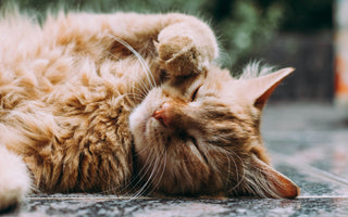 Can Air Purifiers Really Help with Pet Allergies?