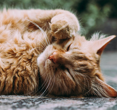 Can Air Purifiers Really Help with Pet Allergies?