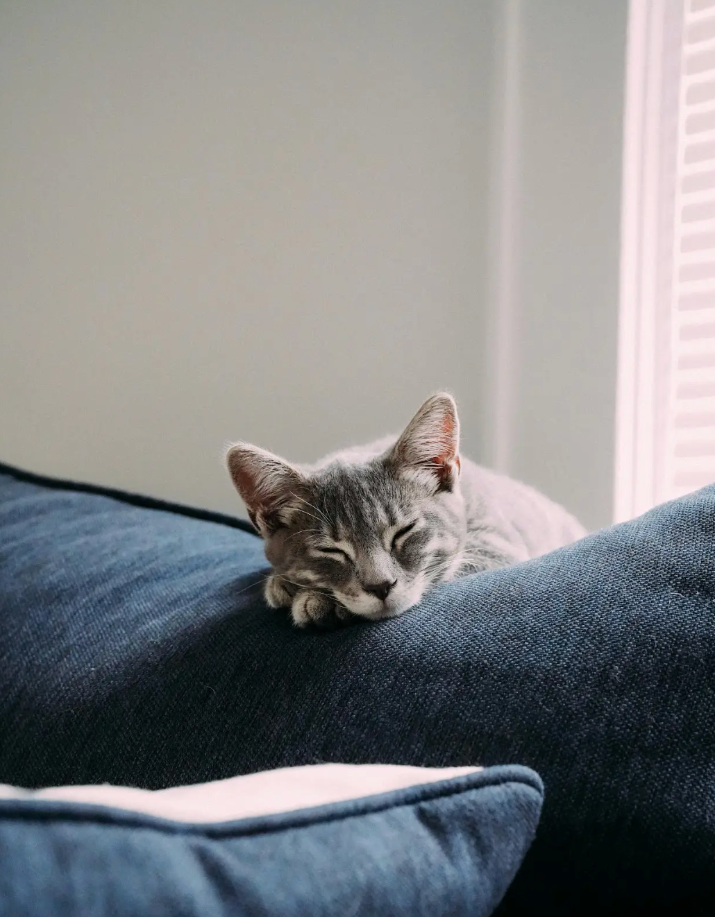 Can Animals Get the Flu From Humans?