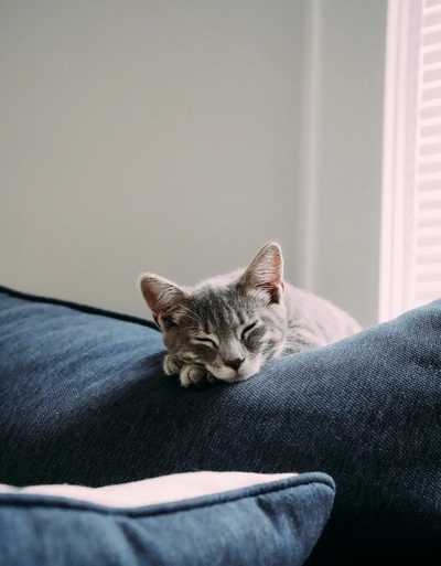 Can Animals Get the Flu From Humans?