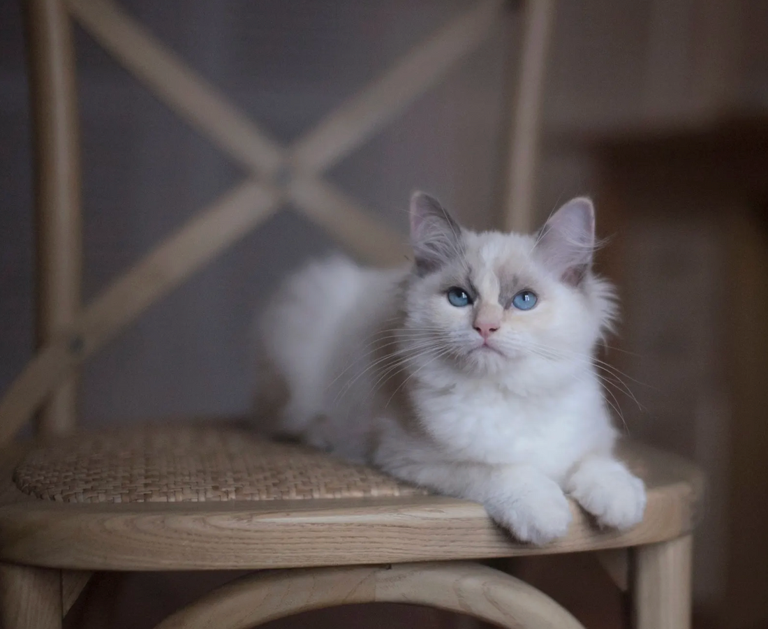 Are Humidifiers Safe for Cats?