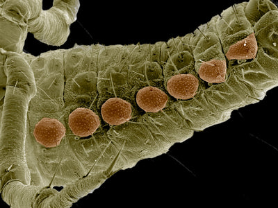 Mold Insects: What They Are and How to Get Rid of Them