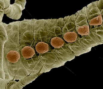 Mold Insects: What They Are and How to Get Rid of Them