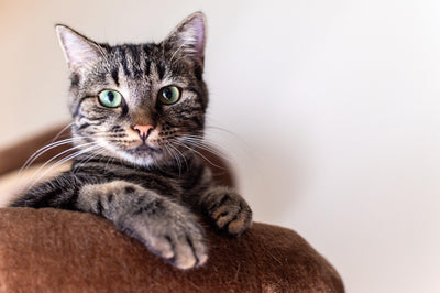 How to Choose the Best Air Purifier for a Litter Box Area