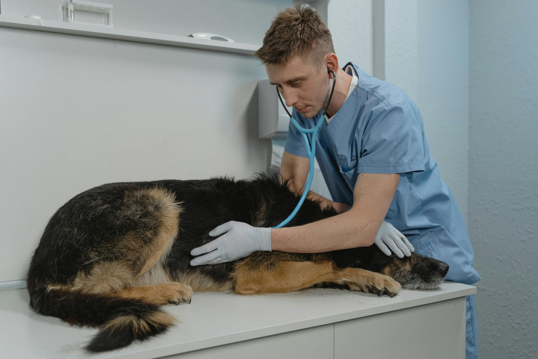Can Dogs Get Covid?