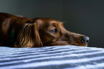 Can Dogs Get The Flu?