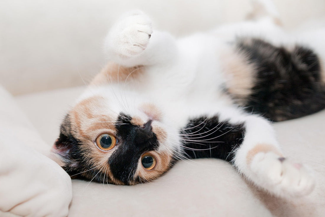 Do Cat Calming Diffusers Work? A Science-Backed Look at Feline Stress Solutions