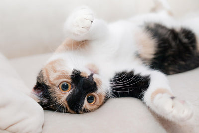 Do Cat Calming Diffusers Work? A Science-Backed Look at Feline Stress Solutions