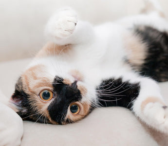 Do Cat Calming Diffusers Work? A Science-Backed Look at Feline Stress Solutions