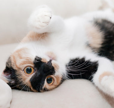 Do Cat Calming Diffusers Work? A Science-Backed Look at Feline Stress Solutions