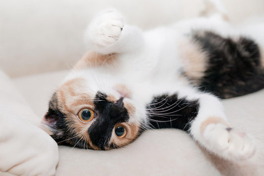 Do Cat Calming Diffusers Work? A Science-Backed Look at Feline Stress Solutions