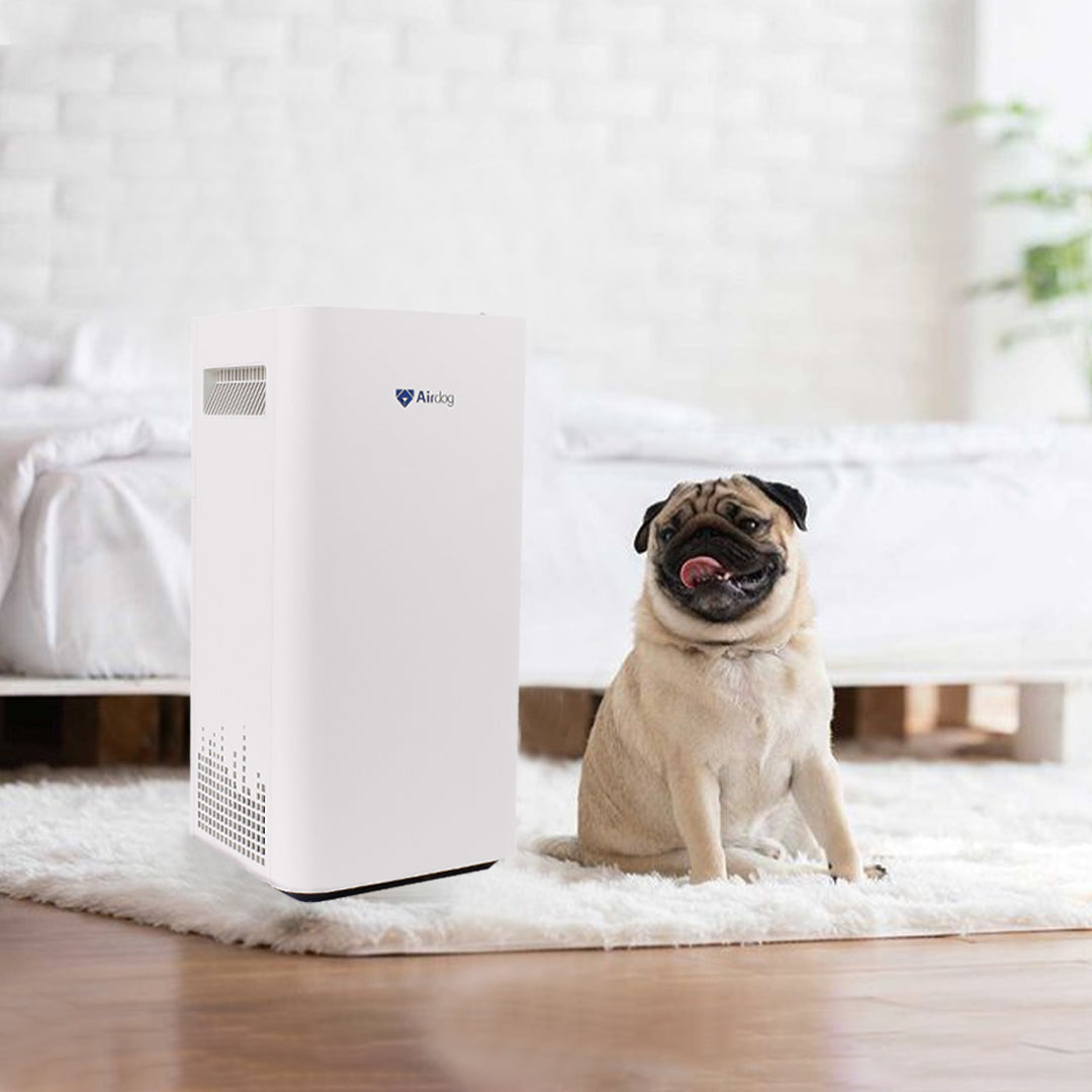 Do Air Purifiers Help With Dog Hair? A Smart Pet Owner’s Guide