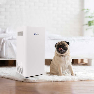 Do Air Purifiers Help With Dog Hair? A Smart Pet Owner’s Guide