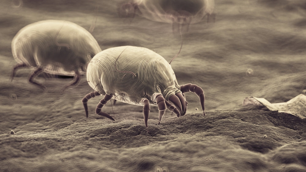 Do Air Purifiers Help with Dust Mites? Here’s How They Improve Allergy Relief and Air Quality