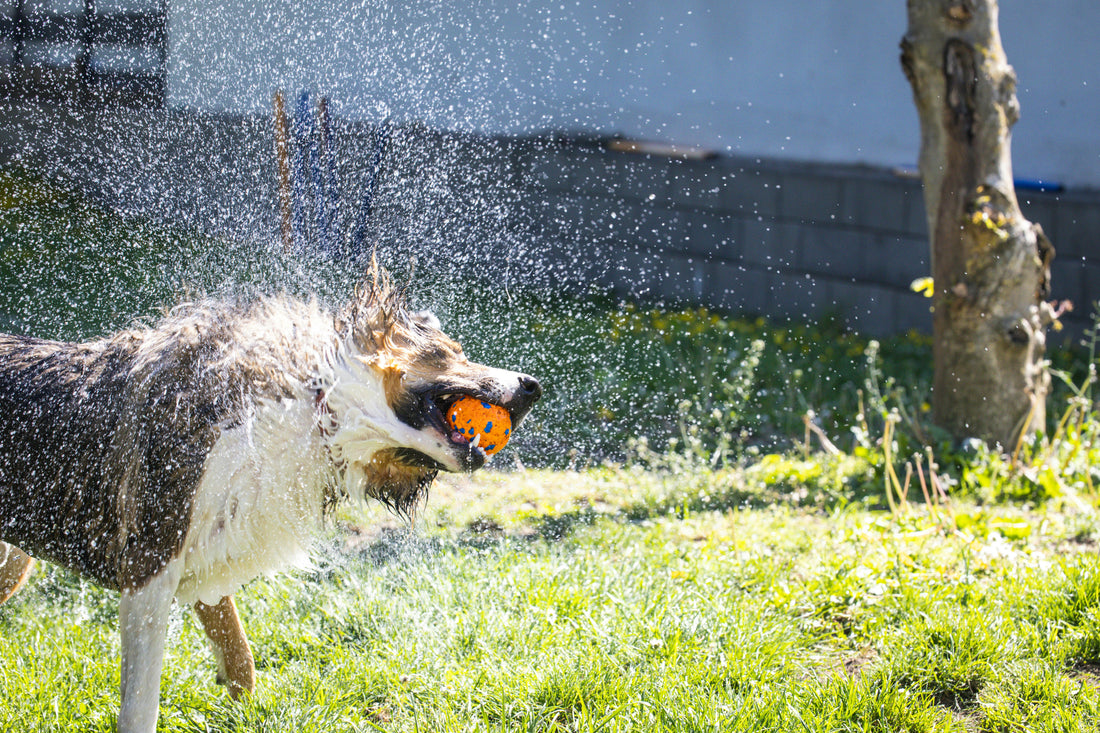 Do Air Purifiers Help With Pet Odor? A Pet Owner’s Guide to Fresh Air