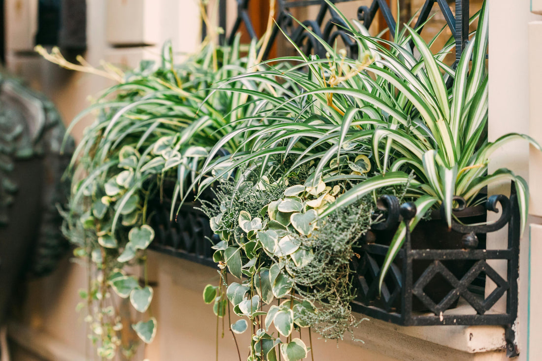 Spider Plants Versus Air Purifiers: How Nature and Technology Can Clean Your Air Together