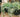Spider Plants Versus Air Purifiers: How Nature and Technology Can Clean Your Air Together