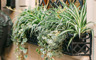 Spider Plants Versus Air Purifiers: How Nature and Technology Can Clean Your Air Together