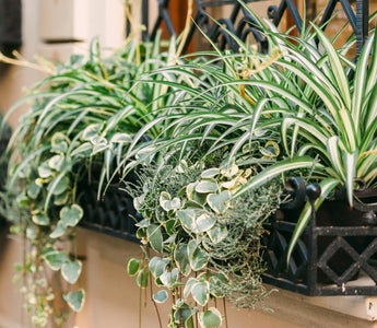 Spider Plants Versus Air Purifiers: How Nature and Technology Can Clean Your Air Together