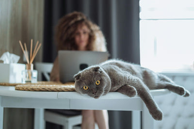 Does an Air Purifier Help With Cat Litter Smell?