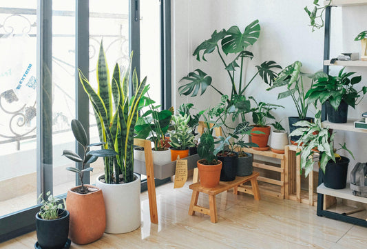 How to Clean the Air in Your Home Naturally for a Healthier Space