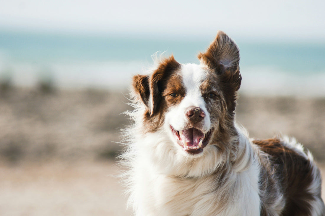 Your Guide to Using a Humidifier for Dogs