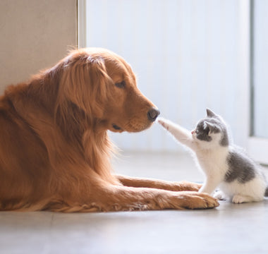 How Clean Air Help You Protect Your Pets