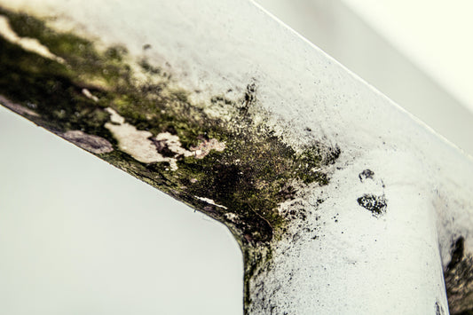 Does an Air Purifier Help with Mold? The Facts & Your Best Air Purifier Options