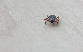 How to Get Rid of Dust Mites: A Comprehensive Guide