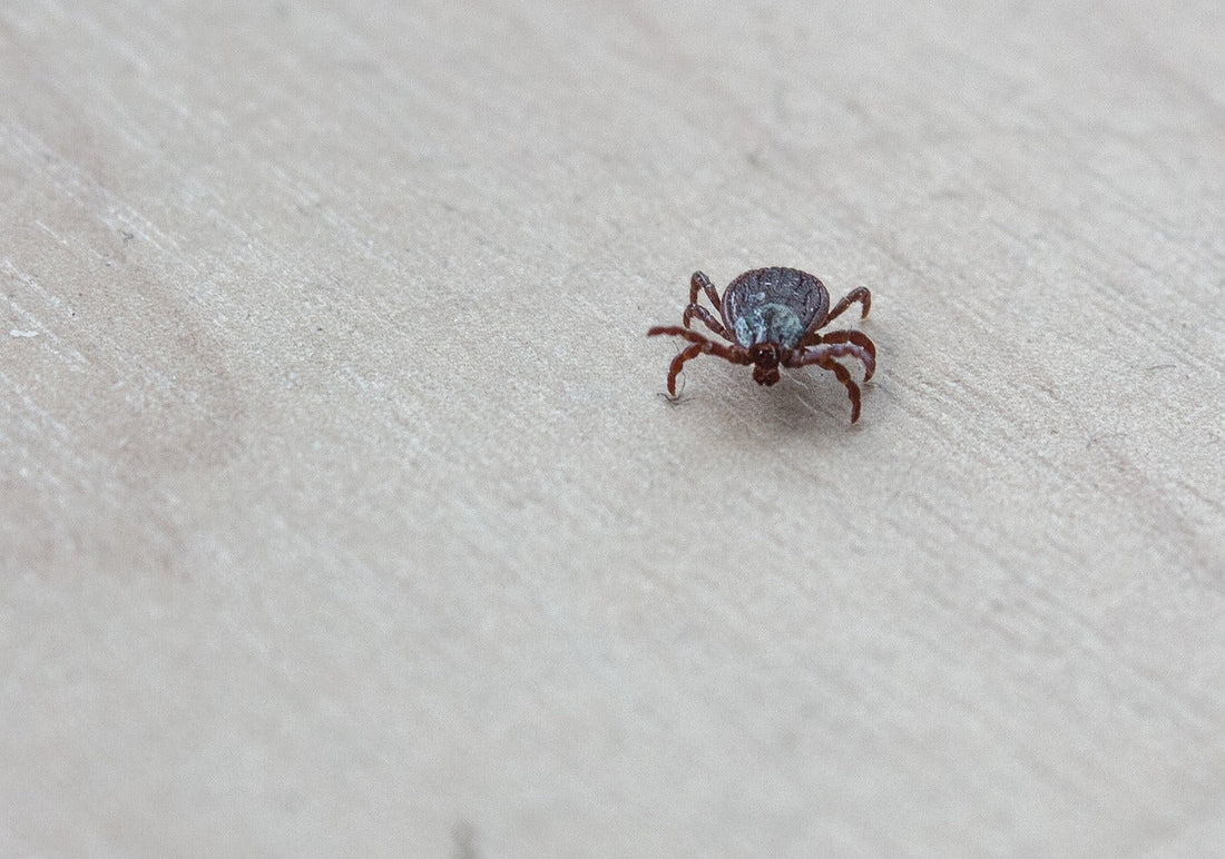 How to Get Rid of Dust Mites: A Comprehensive Guide