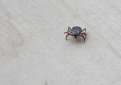 How to Get Rid of Dust Mites: A Comprehensive Guide