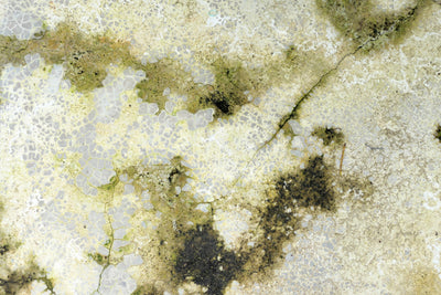 Mold Inspection 101: How to Spot, Test, and Prevent Mold in Your Home