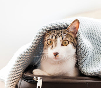 What Does Cat Dander Look Like?