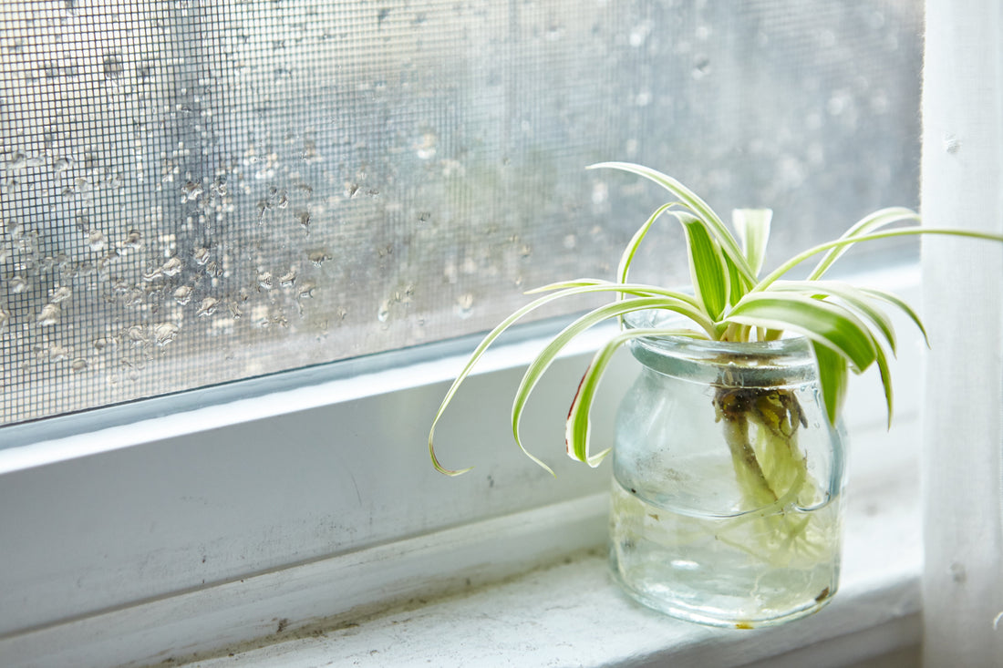 What Percent is Considered High Humidity?