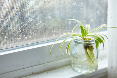 What Percent is Considered High Humidity?