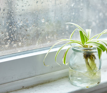 What Percent is Considered High Humidity?