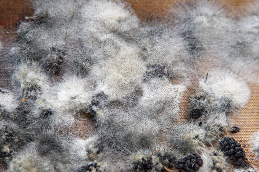 Is Mold Airborne? Here’s What You Need to Know