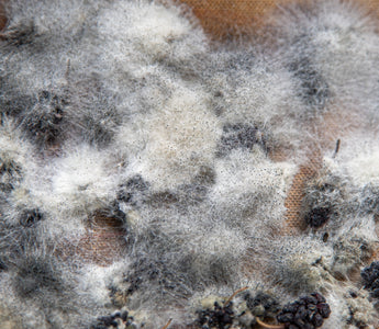 Is Mold Airborne? Here’s What You Need to Know