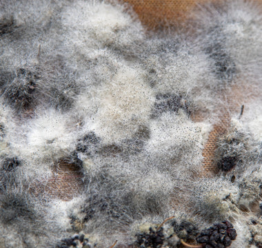 Is Mold Airborne? Here’s What You Need to Know
