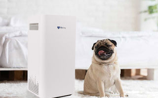 Will an Air Purifier Help with Dog Smell? How to Choose the Best Tech for Fresh, Pet-Friendly Air