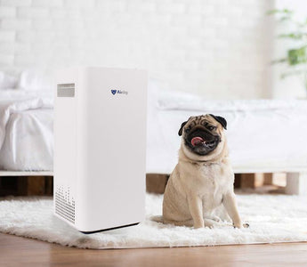 Will an Air Purifier Help with Dog Smell? How to Choose the Best Tech for Fresh, Pet-Friendly Air