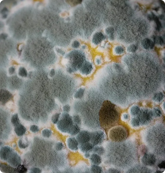 Mold benefits