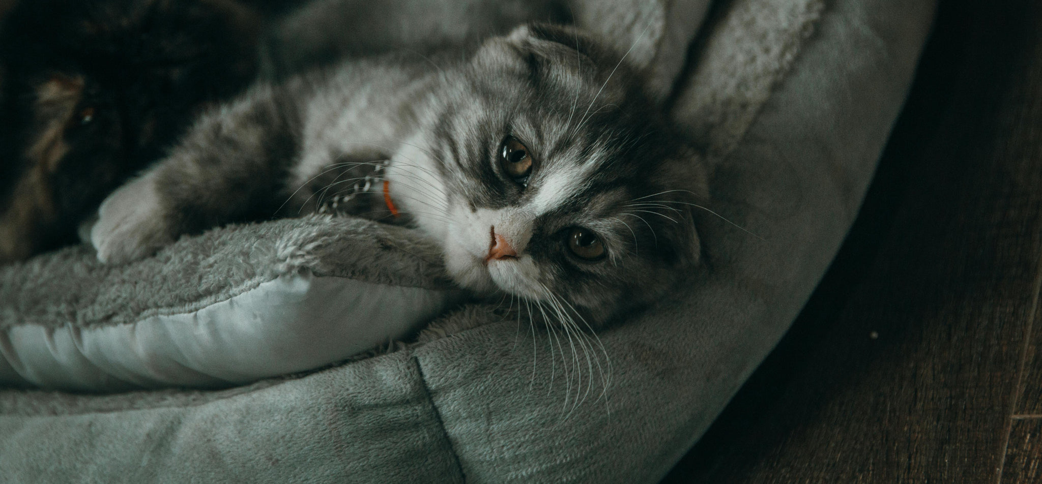 Air Purifiers for Pets